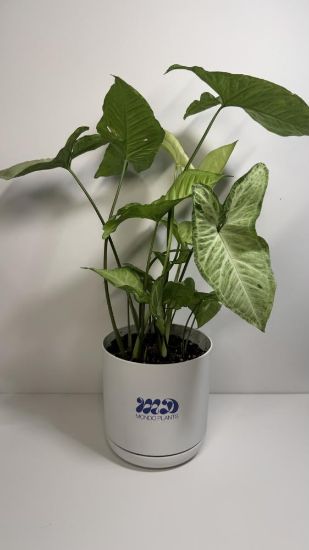 صورة نبتة سنجونيوم